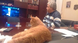кот