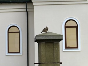 жав7